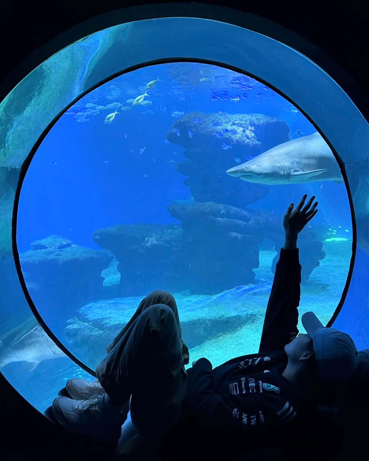 在水族馆圆形观景窗前观看鲨鱼